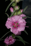 Lavatera olbia 'Pink Frills' RCP7-11 130 (2).JPG